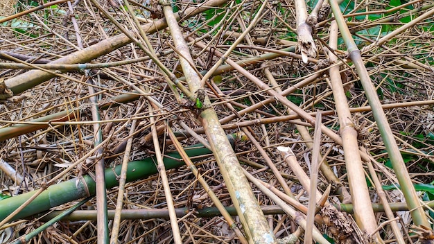 Un montón de viejas ramas secas y palos de bambú en indonesio