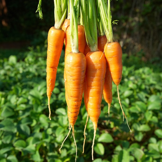 Montón de zanahorias con fondo verde suave