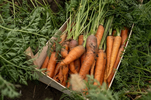 Montón de zanahorias frescas en caja de madera de pie en el suelo