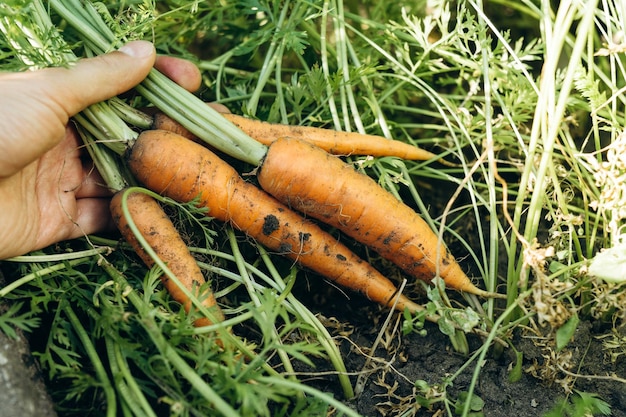 Montón de zanahorias en la mano de un hombre en el fondo del jardín Verduras orgánicas Alimentación saludable