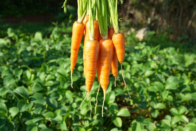 Montón de zanahorias con verde en la granja