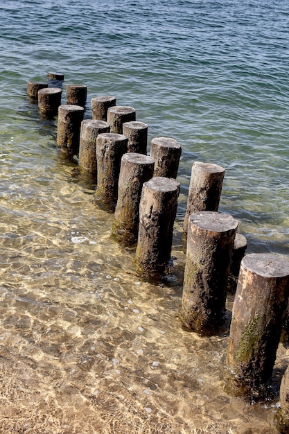 Montones de castaños plantados en la arena del mar.