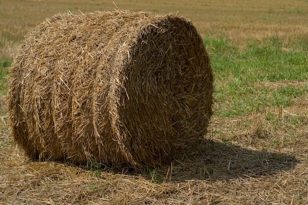 Los montones de heno se cosechan del campo en verano.