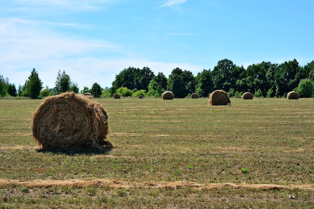 montones de heno enrollados en el campo agrícola con línea forestal en el fondo en un día soleado