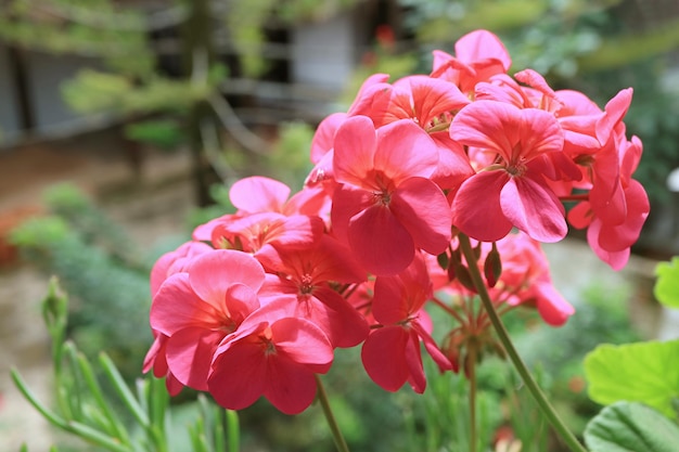 Montones de impresionantes pelargonio de geranio rosa intenso que florecen a la luz del sol