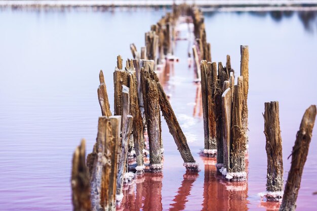 Montones de madera que sobresalen del lago rosa de la planta de sal.