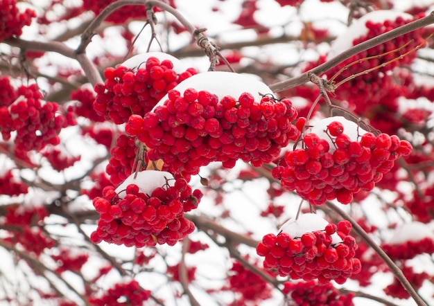 Montones de serbal en la nieve.