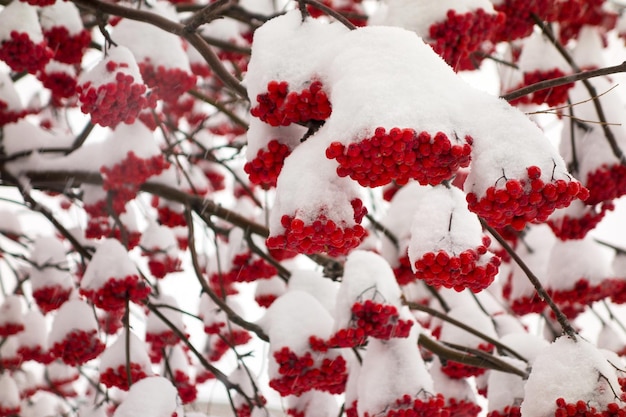 Montones de serbal en la nieve.