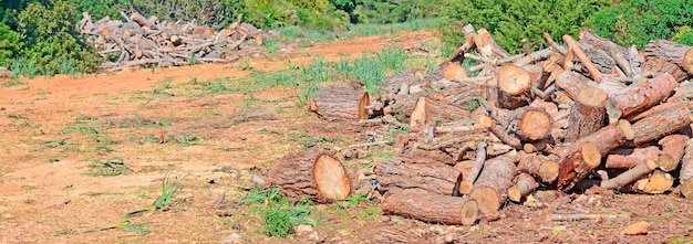 Montones de tronco en un parque