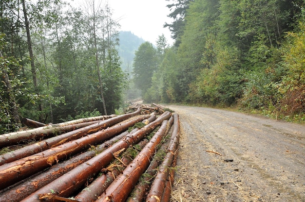 Foto montones de troncos a lo largo del camino del bosque
