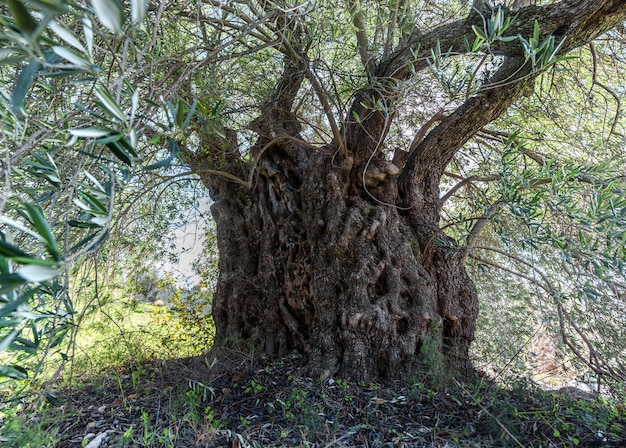 Monumental olivo viejo con corteza y ramas deformadasxA