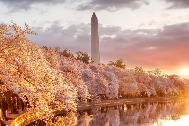 Monumento a Washington durante el Festival de los cerezos en flor Washington DC