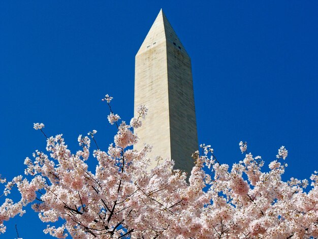 Monumento a Washington durante el Festival de la Flor del Cerezo con flores en flor