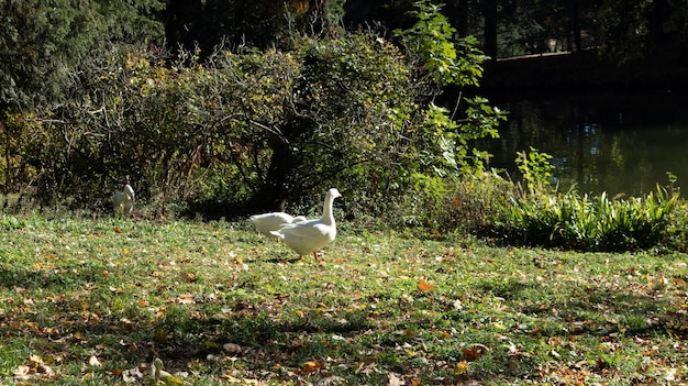 Monza park lansdcapes no outono, itália