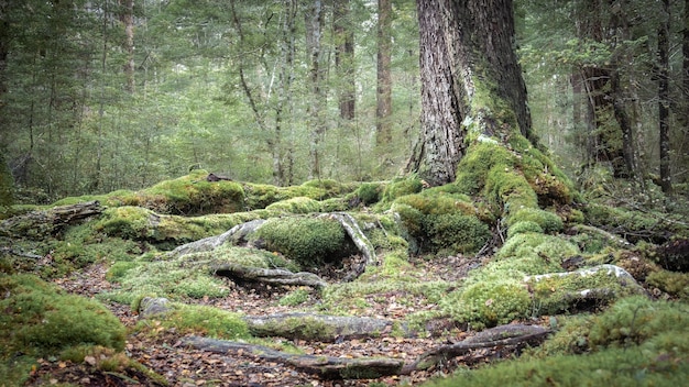 Moody foto de bosque antiguo con raíces cubiertas de musgo y árboles viejos filmada en nueva zelanda