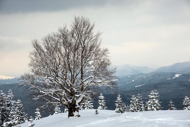 Moody paisaje invernal con árbol desnudo oscuro cubierto con campo de nieve recién caída en montañas invernales en día frío y sombrío.