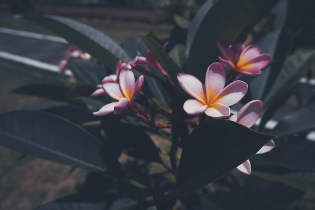 Moody Vintage Pink Flower