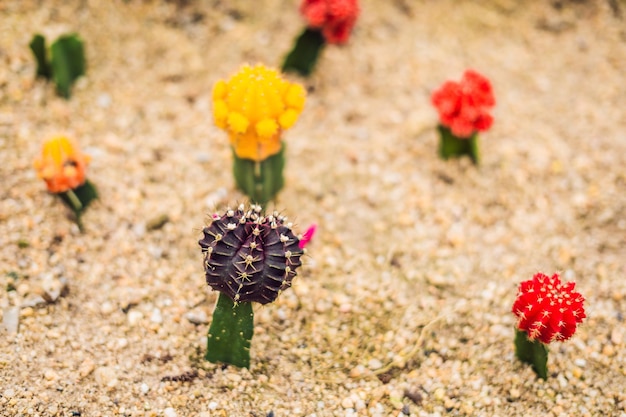 Moon cactus o gymnocalycium mihanovichii el cactus mutante injertado en una macro de portainjerto hylocereus