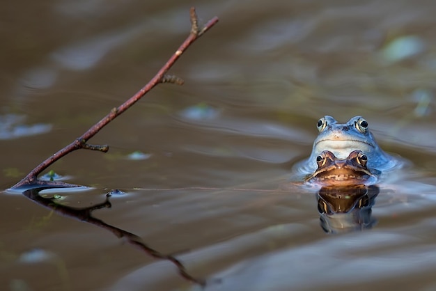 Moor sapos no lago