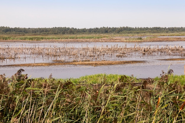 Moorland, horário de verão - fotografou o território em que está localizado o pântano, no final da temporada de verão, espaço aberto