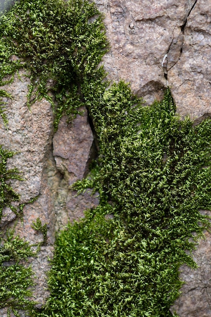 Moos auf dem Felsen