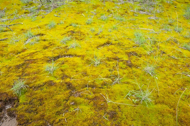 Moos auf dem nassen Boden in einer Halbwüstenumgebung auf der Halbinsel Valdés in Patagonien, Argentinien