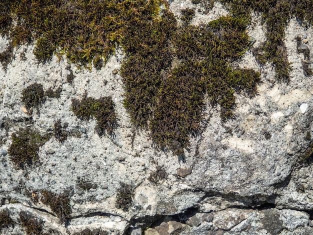 Moos auf dem Stein Pflanze auf dem Stein Hintergrund aus festem Material