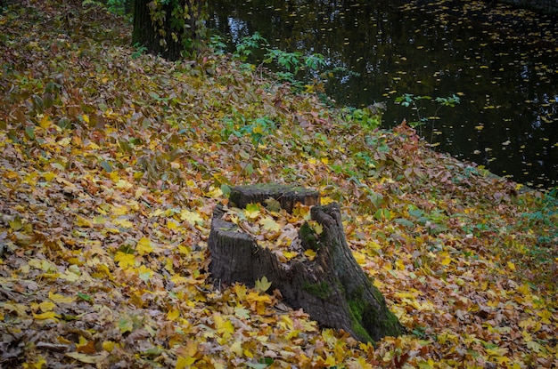 Moos auf den Felsen