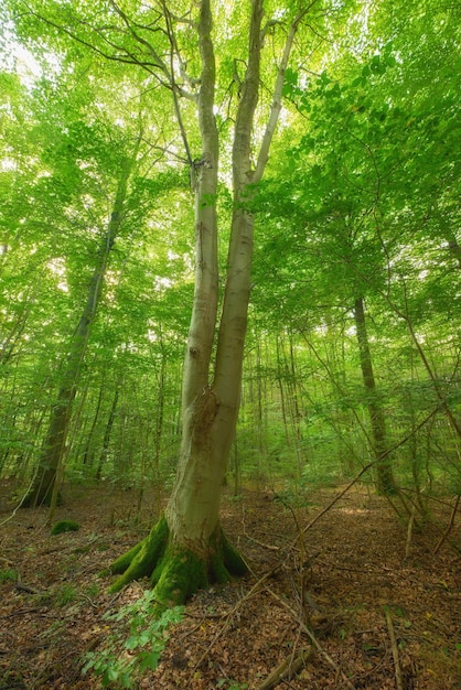 Moos bedeckt eine Birke in einem abgelegenen Wald, Umweltschutz und Naturschutzgebiet