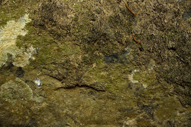 Foto moos hintergrund in der natur