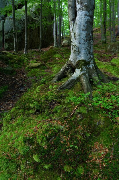 Moos im Wald