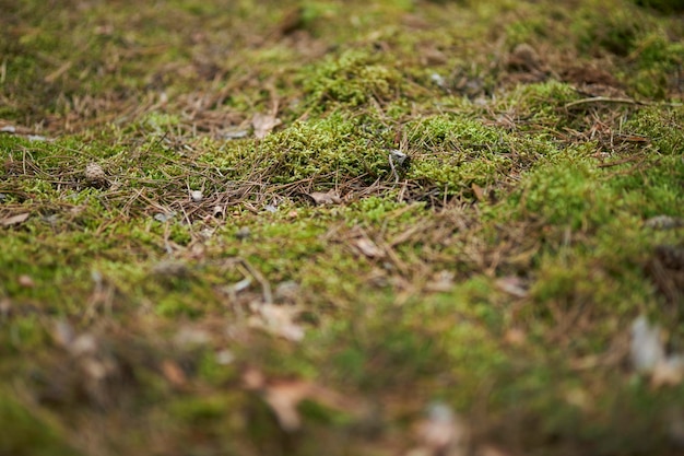 Foto moos in der waldnahaufnahme naturmoosnahaufnahme