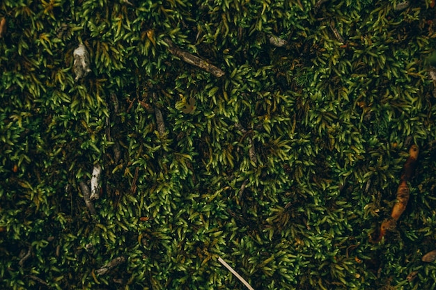 Moos-Textur auf Kokosnussbaum