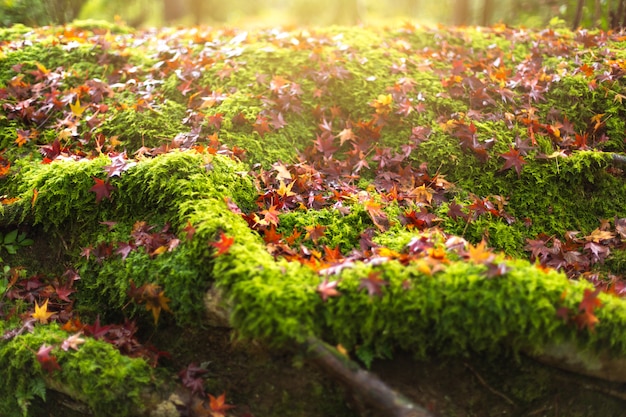 Moos- und Ahornregenwaldherbst-Naturhintergrund