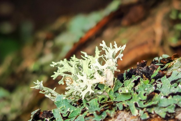 Moos wächst auf einem Baum. grüner natürlicher hintergrund