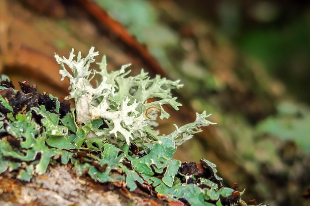 Moos wächst auf einem Baum. grüner natürlicher hintergrund