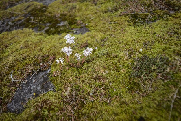 Foto moos wächst auf felsen