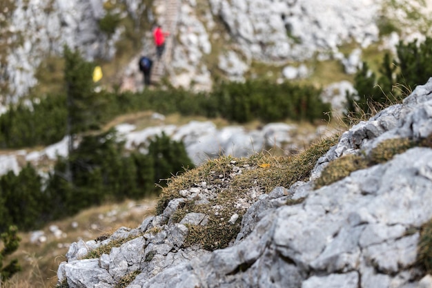 Moos wächst auf Felsen