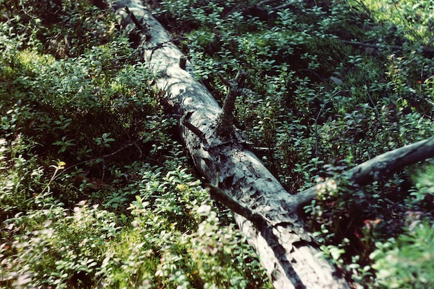Moos wächst auf Ästen eines Baumes im Wald