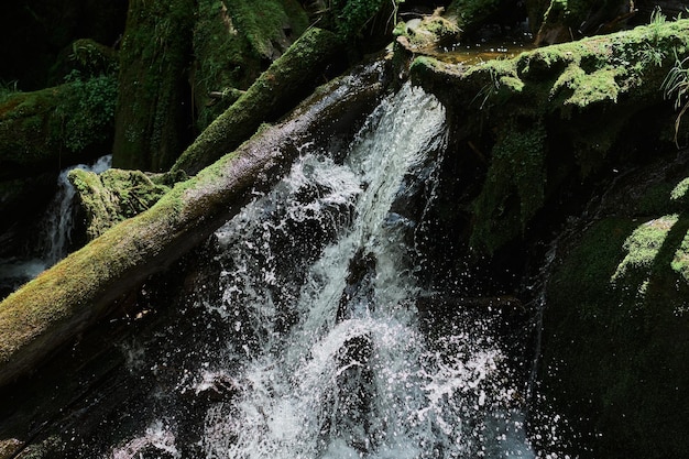 Moos Wasser Bach Blätter Steine Natur Wasserfall Landschaft Geheimnis Baumstamm Gebrochene Adlerfarn