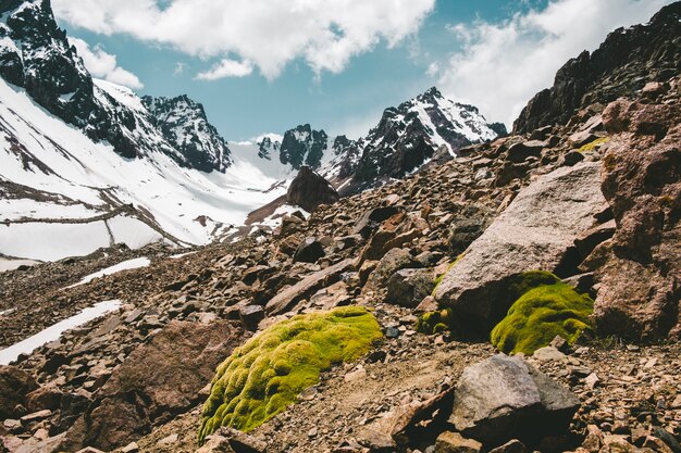 Moos zwischen Steinen im verschneiten Hochland im Sommer.