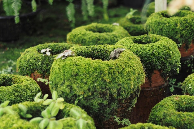 Moosbedeckte Tontöpfe Gartenarbeit Schmücken Sie einen Ton- oder Terrakottatopf mit einer Beschichtung aus lebendem Moos