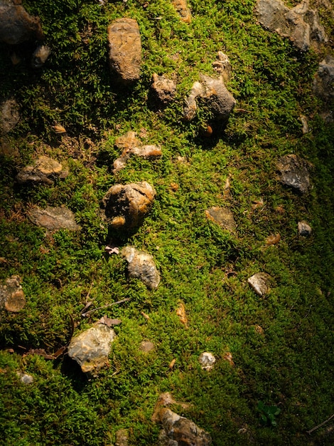 Moosbeschaffenheit auf dem Felsen