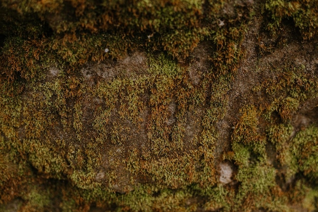 Foto moosbeschaffenheit auf stein hautnah