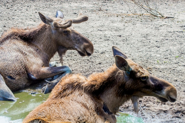 Moose no zoológico