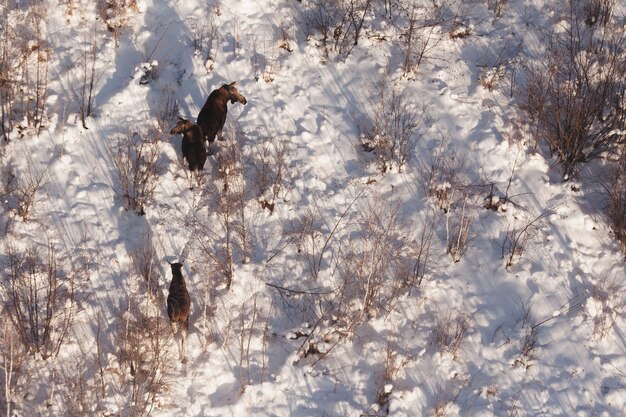 Moose, tres alces salvajes en la nieve, vista superior.