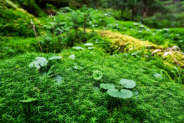 Moosgrüner natürlicher Hintergrund im feuchten Wald Naturdetails Waldpark