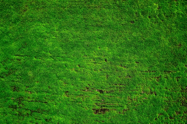 Mooshintergrund, Moosbeschaffenheit. Grünes Moos auf Schmutzbeschaffenheit, Hintergrund, Schönes grünes Moos schließen
