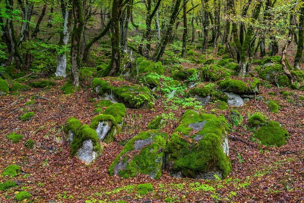 Moosige Bäume in einem grünen mystischen Wald