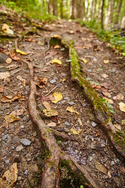 Moosige Baumwurzeln und Herbstblätter auf dem Waldweg